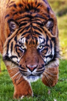 a close up of a tiger walking on grass with another animal in the back ground