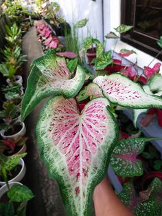 a plant with pink and green leaves in front of a window