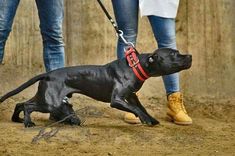 a black dog on a leash being walked by two people