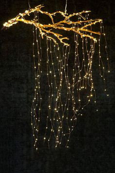 some lights that are hanging from a tree branch in the night time, with no leaves on it