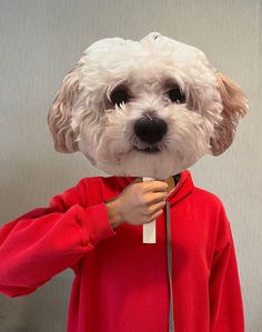 a white dog wearing a red hoodie