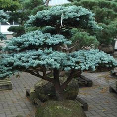 a bonsai tree in a potted planter on a brick walkway next to benches