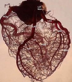 an image of a heart with blood vessels attached to it