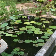 a pond filled with lots of water lilies