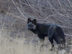 a black wolf standing in the middle of a field with dry grass and bare trees