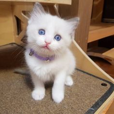 Ragdoll kitten for sale near me in USA Kitten Care, Ragdoll Kitten, Pets For Sale