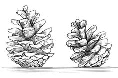 two pine cones sitting on top of each other