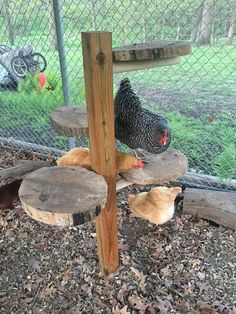 a chicken pecks at another chicken in a fenced off area near a tree stump