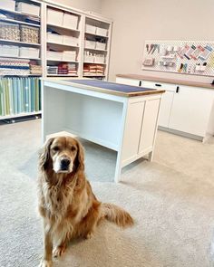 a dog is sitting on the floor in front of a desk and shelving unit