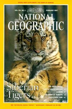 the front cover of national geographic siberian tigers