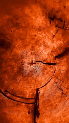 a tree stump that has been cut in half