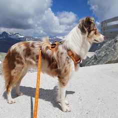 a brown and white dog standing on top of a mountain