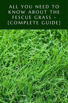 green grass with the words all you need to know about the fescue grass complete guide