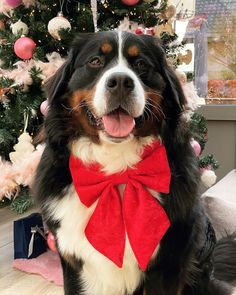 a dog wearing a red bow tie sitting in front of a christmas tree