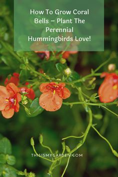 an orange flower with the words how to grow coral bells - plant the hummingbirds love