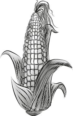 a drawing of a corn on the cob