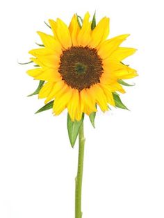 a single sunflower is shown against a white background