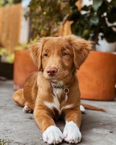 a brown and white dog laying on the ground next to some potted planters