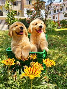 two puppies are sitting in a green container on the grass with daisies around them