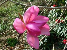 a pink flower is blooming on a tree branch