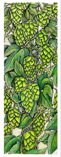 a drawing of green hops growing on a tree