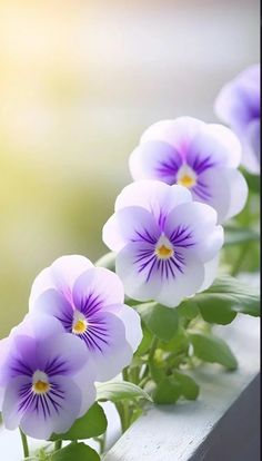 purple and white pansies are growing on a window sill