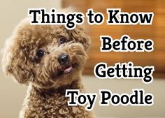 a brown poodle with the words things to know before getting toy poodle