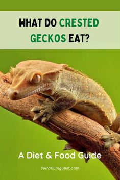 a gecko sitting on top of a tree branch with the words what do crested geckos eat?