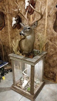 taxidermy deer heads mounted on top of a glass case in a room with wooden walls