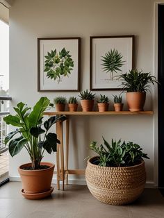 there are many plants in the pots on the shelf