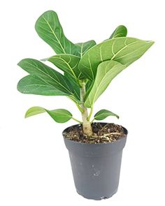 a potted plant with large green leaves on it's top and bottom, in front of a white background