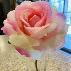 a pink and white rose sitting in a vase on a counter top with water droplets all over it