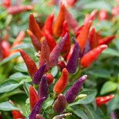 red and purple peppers growing on green leaves