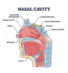 the anatomy of the nose and its major parts