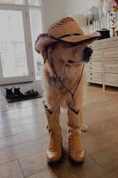 a dog wearing cowboy boots and a hat