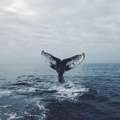 a whale tail flups out of the water