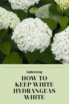 white hydrangeas with the words southern living how to keep white hydrangeas white