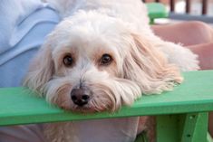 a white dog sitting on top of a green bench