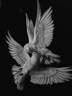 black and white photograph of two doves in flight