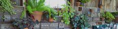 many potted plants are hanging on the wall