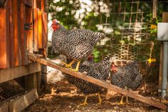 three chickens are standing on a wooden perch