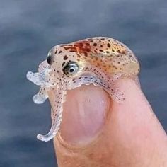 a small squid is being held in someone's hand with water in the background