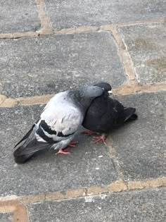 a pigeon sitting on the ground next to another bird