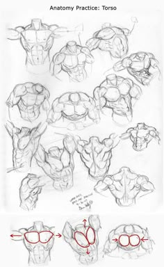 an image of anatomy practice for the torso and arm, with instructions to draw it