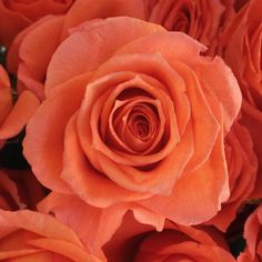 closeup of orange roses with water droplets on them