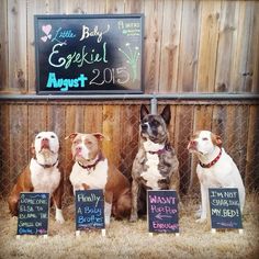 three dogs are sitting in hay behind a fence with signs that say i'm not pregnant