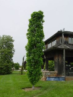 a small tree in front of a wooden structure with a porch on the other side