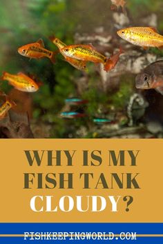 fish swimming in an aquarium with the words why is my fish tank cloudy?