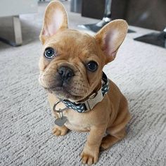 a small brown dog sitting on top of a carpet