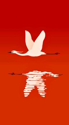 a large white bird flying over water on a red background with the reflection of it's wings